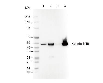 Keratin 8/18 Antibody