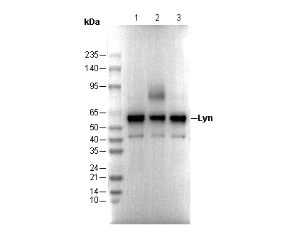 Lyn Antibody