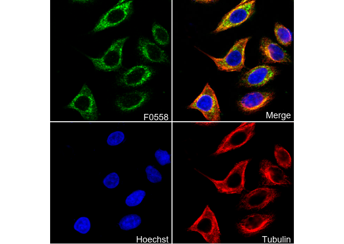 Puma Antibody
