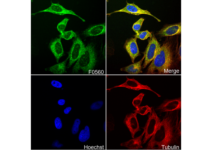 Syk Antibody