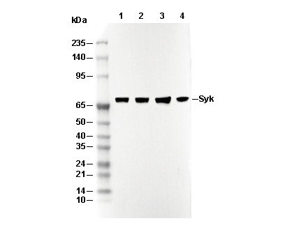 Syk Antibody