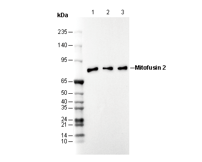 Mitofusin 2 Antibody