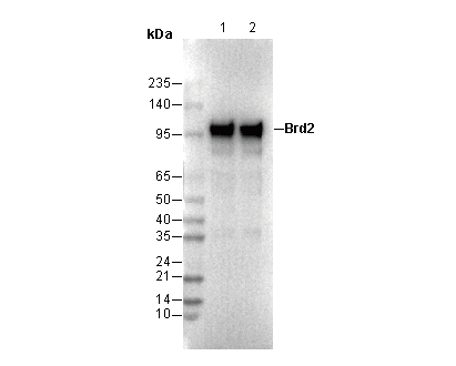 Brd2 Antibody