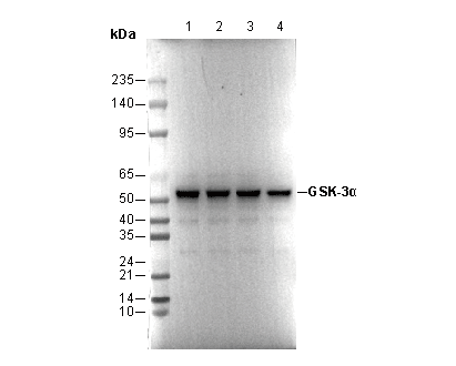 GSK-3α Antibody