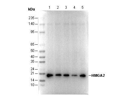 HMGA2 Antibody