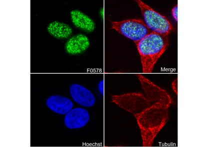 JunB Antibody
