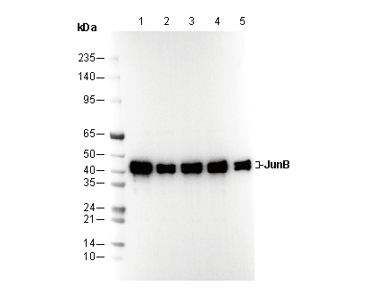 JunB Antibody