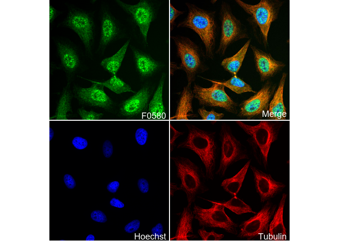 Livin Antibody