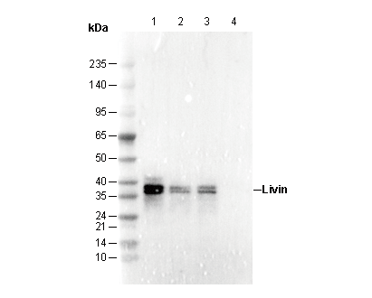 Livin Antibody
