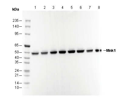 Mnk1 Antibody