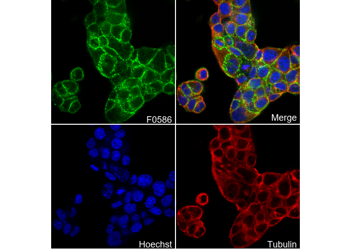 Numb Antibody