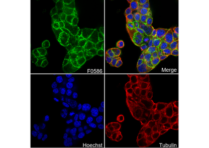 Numb Antibody
