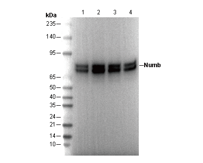 Numb Antibody