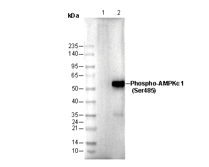 Phospho-AMPKα1 (Ser485) Antibody