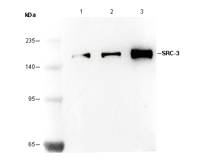 SRC-3 Antibody