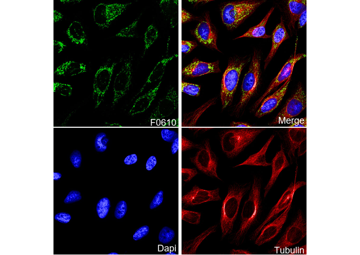 TFAM Antibody