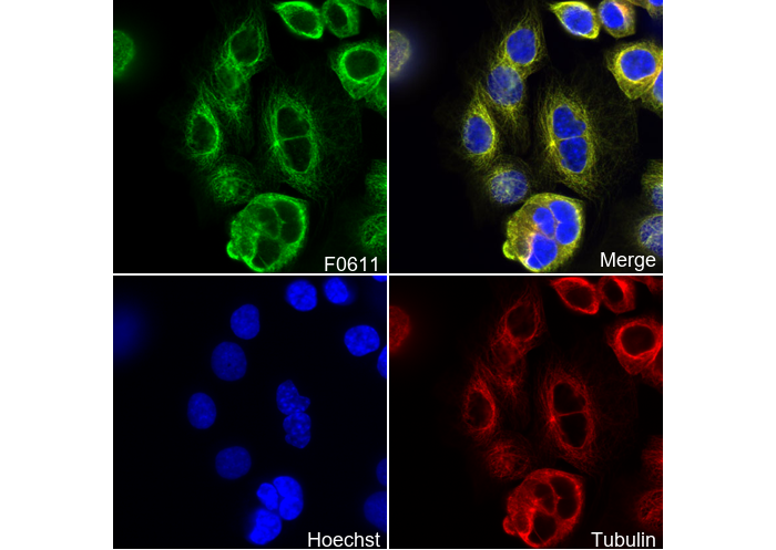 TRAIL Antibody