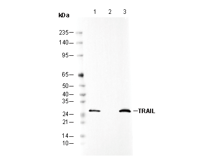 TRAIL Antibody