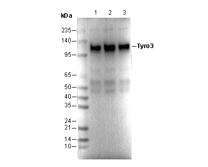 Tyro3 Antibody