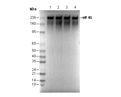 eIF4G Antibody