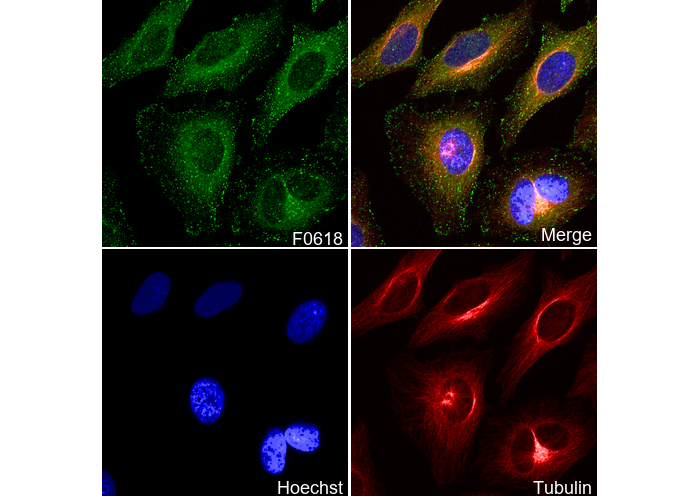 APPL1 Antibody