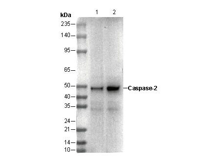 Caspase2 Antibody
