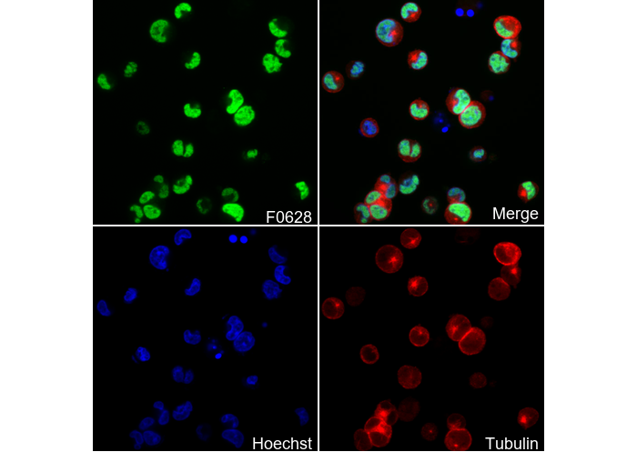 GATA-1 Antibody