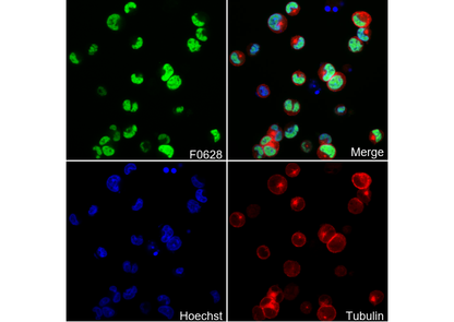 GATA-1 Antibody