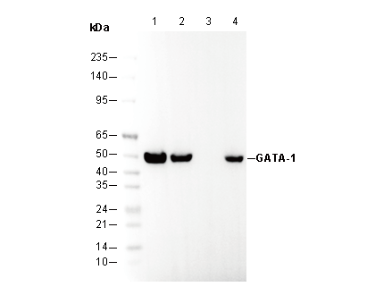 GATA-1 Antibody