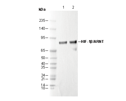 HIF-1β/ARNT Antibody