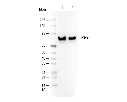 IKKε Antibody