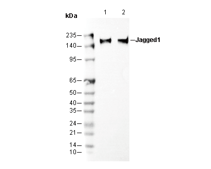 Jagged1 Antibody