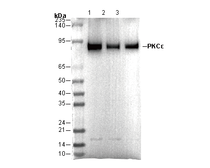 PKCε Antibody