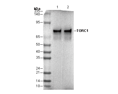TORC1/CRTC1 Antibody
