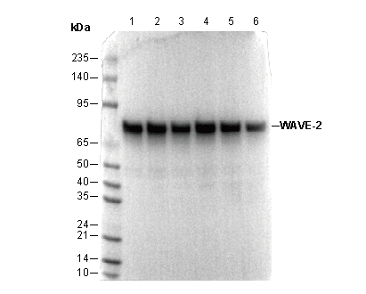WAVE-2 Antibody