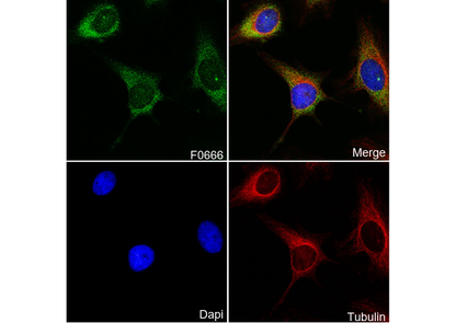 eIF3A Antibody