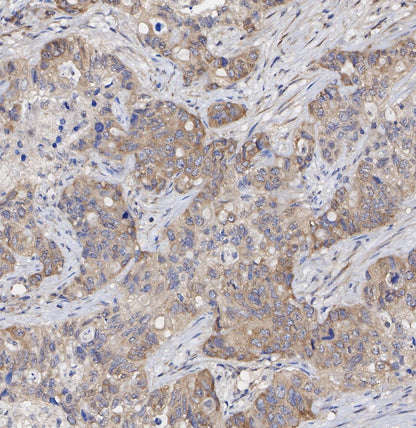 eIF3A Antibody