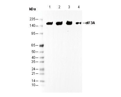 eIF3A Antibody