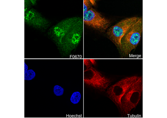 Akt3 Antibody