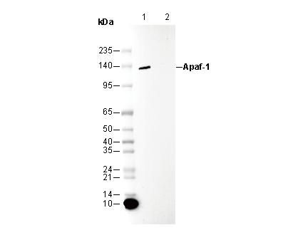 Apaf-1 Antibody