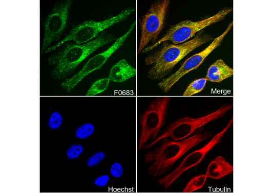 Flotillin-1 Antibody