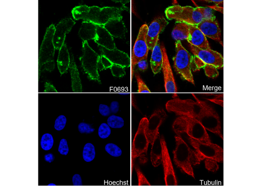 Merlin Antibody
