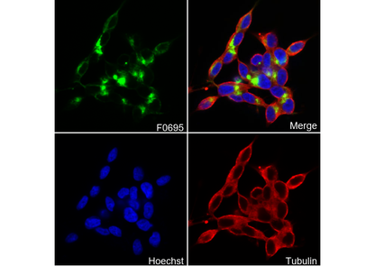 Neurofilament-M Antibody