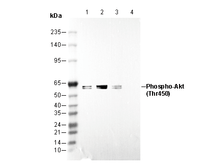 Phospho-Akt (Thr450) Antibody