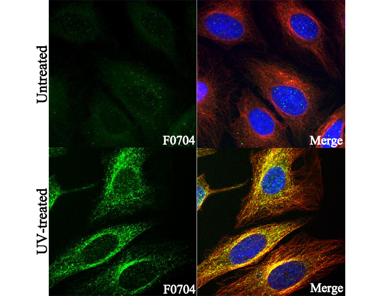 Phospho-MKK3/6 (S189/207) Antibody