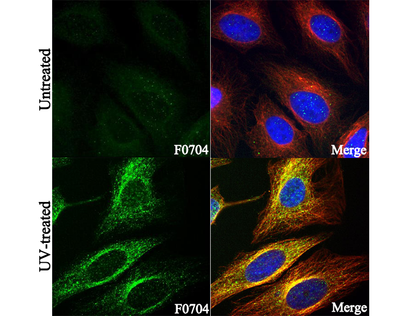Phospho-MKK3/6 (S189/207) Antibody