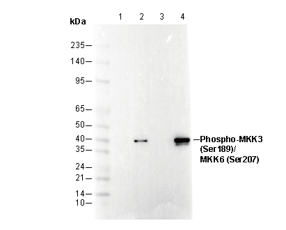 Phospho-MKK3/6 (S189/207) Antibody