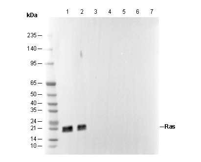 Ras (G12D Mutant Specific) Antibody