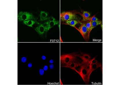 StAR Antibody