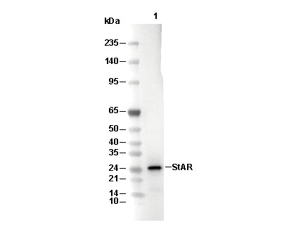 StAR Antibody